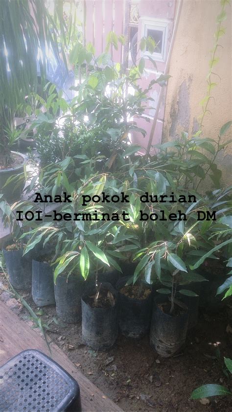 Daun pokok ini menjadi kegilaan para 'anbiak' (peminat air daun biak), harga pasaran daun basah sekarang rm60.00 to rm80.00 prkg, air rebusan daun tumbuhan ini menjadi kegilaan para penagih dadah, rebusan daun ini dicampur tahi lembu, tanah liat, ubat nyamok. Anak pokok yang dijual