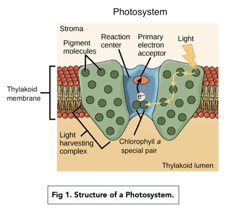 Photosystems And Photosynthetic Pigments A Level Biology Study Mind