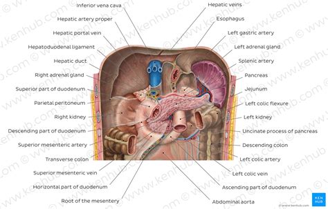 Diagram Pictures Kidneys In Situ Anatomy Kenhub