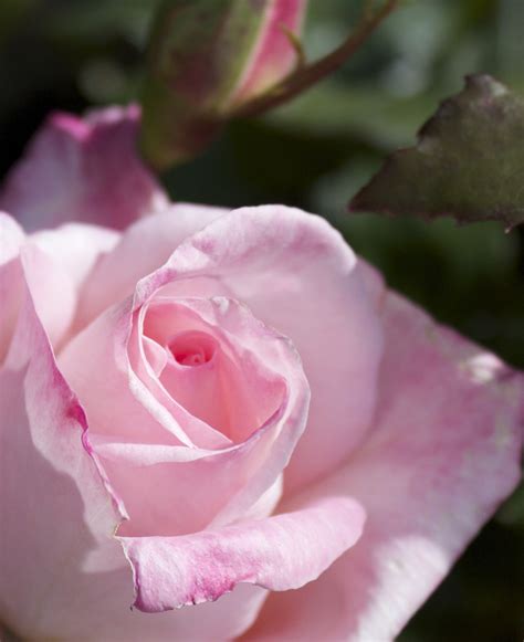 Pink Rosebud Cropped Photo By Virginia Mcmillan Flickr