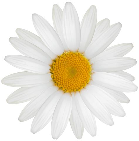 14 Flower Aesthetic Png Pics Blogger Jukung