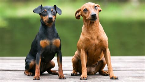 Miniature Pinscher Dog Breed Profile Top Dog Tips