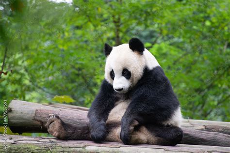 Three Legged Giant Panda Sitting Looking Sad Stock Photo Adobe Stock