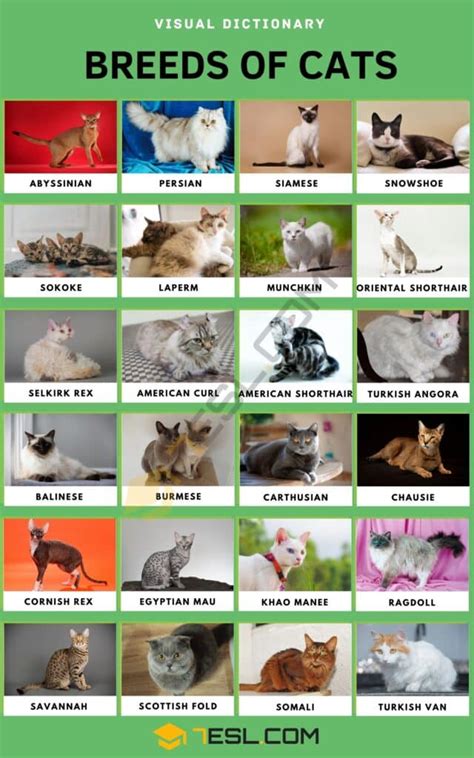 List Of Cat Breeds With Pictures • 7esl