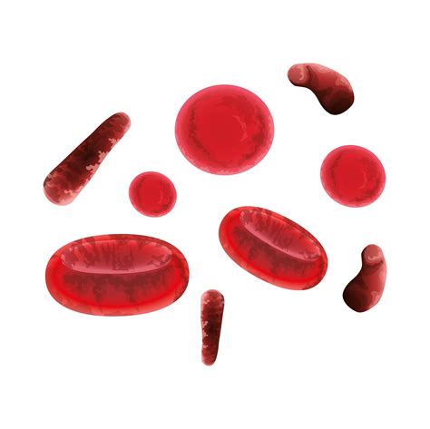 Blood Cells Flat Vector Illustration Diagram With All Cell Types Images