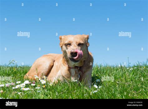 Brown Cross Breed Dog Laying In Grass Stock Photo Alamy