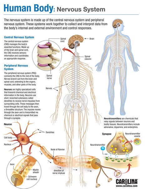 Human nervous system, system that conducts stimuli from sensory receptors to the brain and spinal cord and conducts impulses back to other body parts. Human Body: Nervous System | Carolina.com