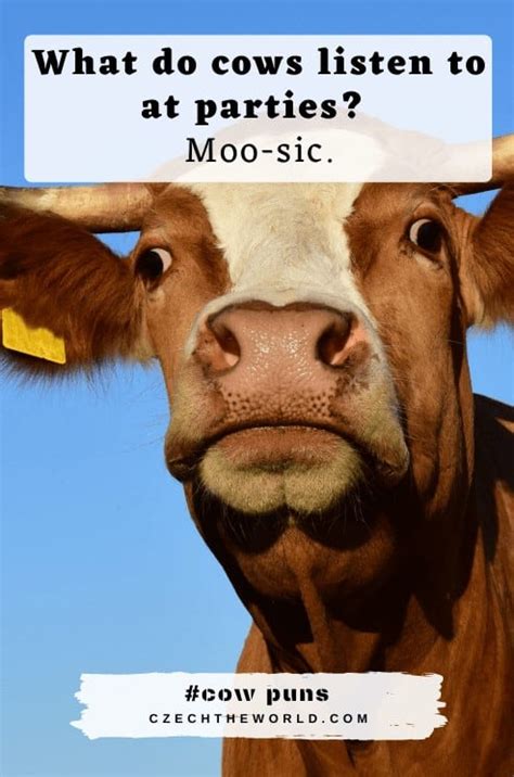 155 Best Cow Puns And Jokes That Are Simply Legen Dairy