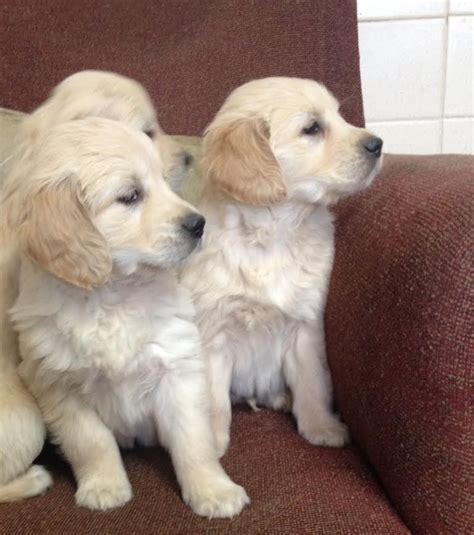 The current median price for all golden retrievers sold is $1,150.00. Golden Retriever Puppies For Sale | Houston, TX #271894