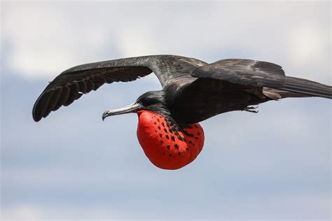 Photo From Galapagos A Frigate Bird Flying With Its Chest Inflated