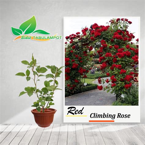 Bibit Tanaman Hias Bunga Mawar Rambat Merah Red Climbing Rose