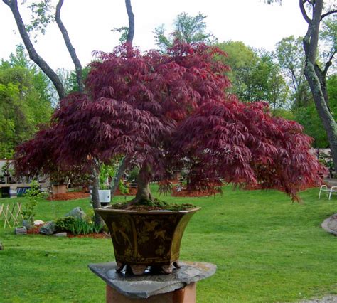 The 18 Best Trees For Pots In Australia Images