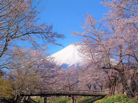 5 Best Cherry Blossom Spots Around Mtfuji 2019 Japan Travel Guide