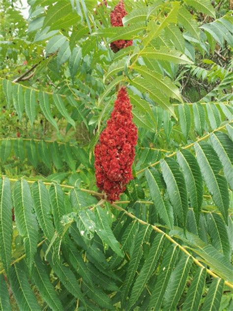 Staghorn Sumac Native Trees Of Maryland · Inaturalist