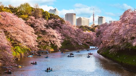 Follow The Cherry Blossom Trail Tokyos 10 Best Sakura Viewing Spots
