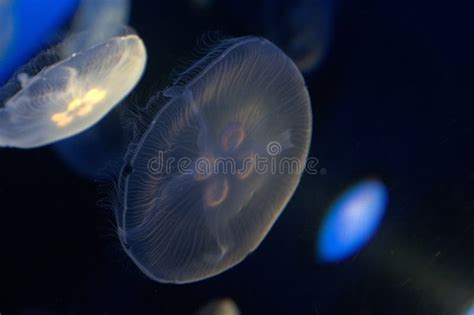 Luminescent Jellyfish Stock Photo Image Of Depth Skin 13739684