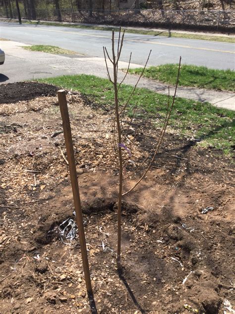 My Experience Planting Bare Root Fruit Trees For The First Time A