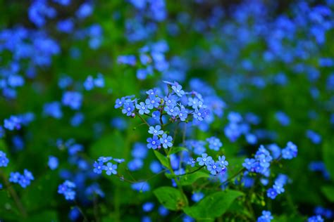 Blue Flower Desktop Wallpaper