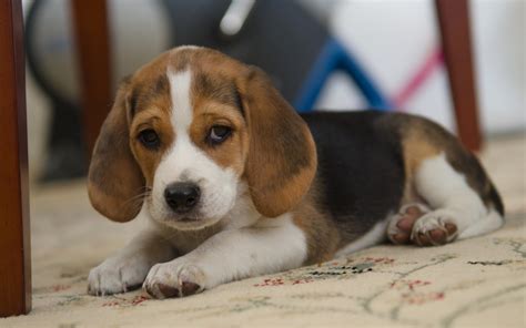 Download Baby Animal Cute Sad Beagle Dog Animal Hd Wallpaper
