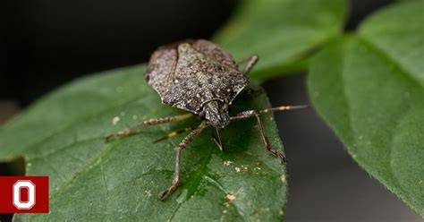 How To Get Rid Of Stink Bugs Sustainability