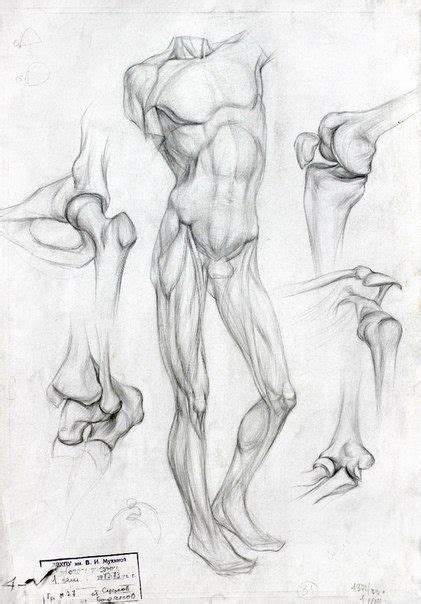 Pin By Trang Tr N On Anatomy Body Sketches Body Anatomy Beautiful
