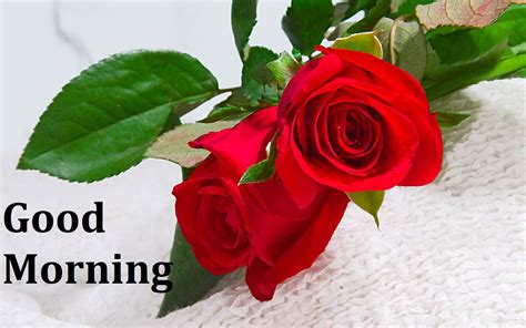 Good morning greetings good morning happy sunday good morning roses happy friendship day. 60+ Beautiful Good Morning Rose Images - Freshmorningquotes
