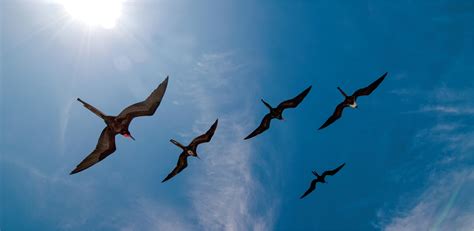 How Frigate Birds Soar Around The Doldrums Science