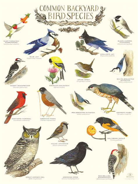 Common Backyard Bird Species Infographic Poster By Diana Sudyka