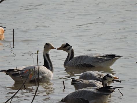 114 Species Of Wetland Birds Visit Pong Dam Lake Indias Endangered