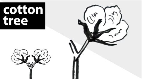 How To Draw Cotton Plants பருத்தி மரம் வரைவது எப்படி Drawing Lessons