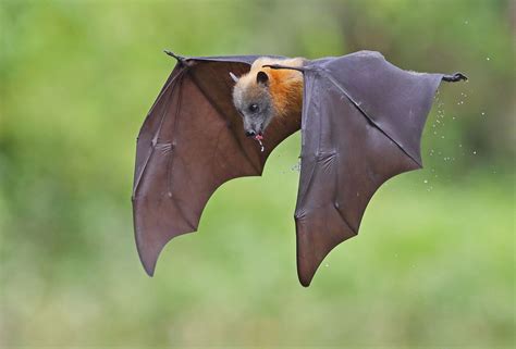 Drinking Problem A Grey Headed Flying Fox Having Dipped Its Body Into