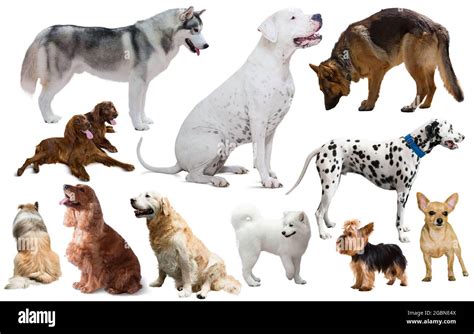 Different Dog Breeds Stock Photo Alamy