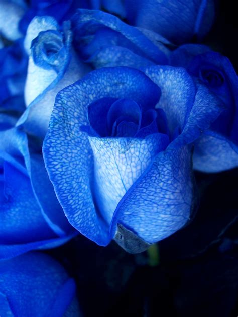 Blue Girl Hybrid Tea Rose Unique Color In Roses Fully
