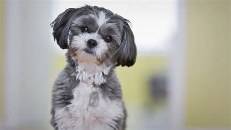 Top 32 Small Breeds That Make Good Apartment Dogs Apartment Dogs