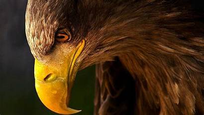 Eagle Golden Eagles Desktop Wallpapers Background Birds