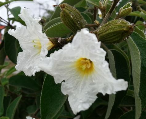 flora autóctona en departamentos de la ciudad