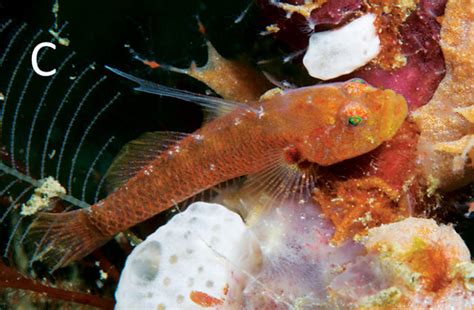Sueviota Tubicola A New Species Of Goby That Lives With