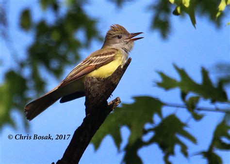 Great Crested Flycatcher New England Birds Of New