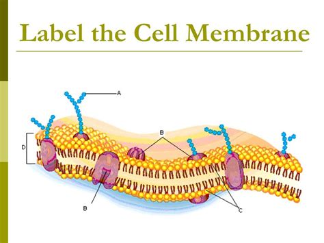 Biology Cell Membrane Diagram Quizlet
