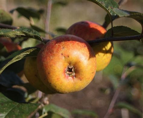 Tidicombe Seedling Apple Tree £2250 Dessert Apples Mid Season