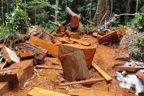 La tala ilegal ha arrasado con dos millones de hectáreas en el país