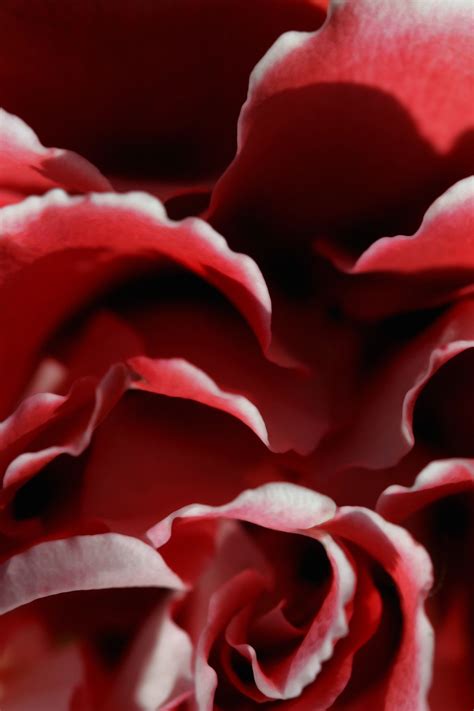 Red Rose Macro Photography Jardinagem