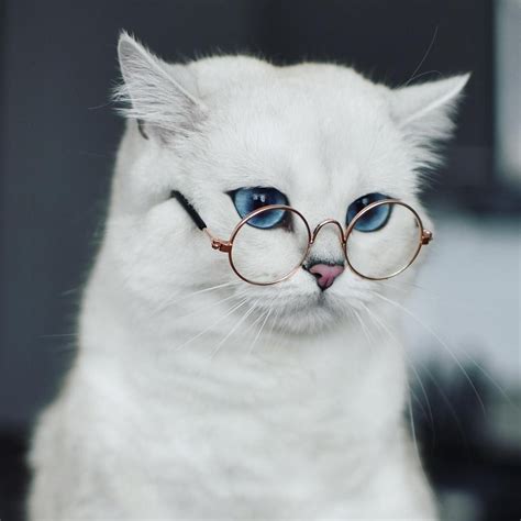 Coby Intelectual Conoce A Coby El Gato Más Hermoso Del Mundo Gatos