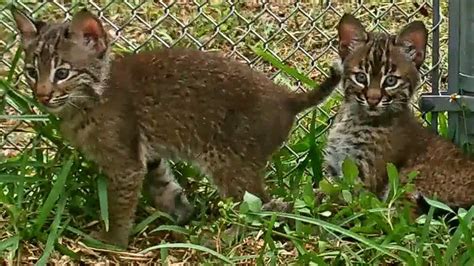 Baby Bobcats First Introduction Youtube