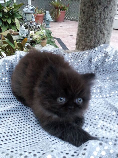 Persian Cat Black Kitten Pets Lovers