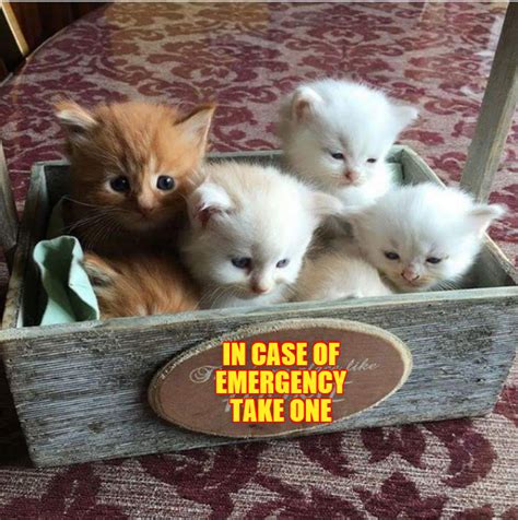 Emergency Kit Tens Kittens Cutest Cats Cute Cats
