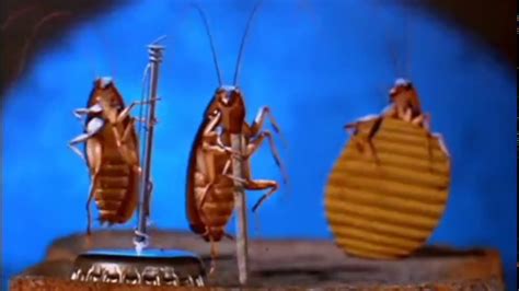 ТАНЦУЮЩИЕ ТАРАКАНЫ dancing cockroaches youtube
