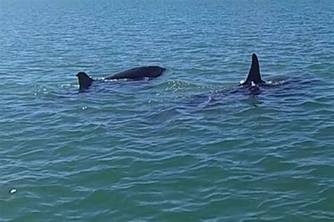 SunLive Orca Spotted In Tauranga Harbour The Bay S News First