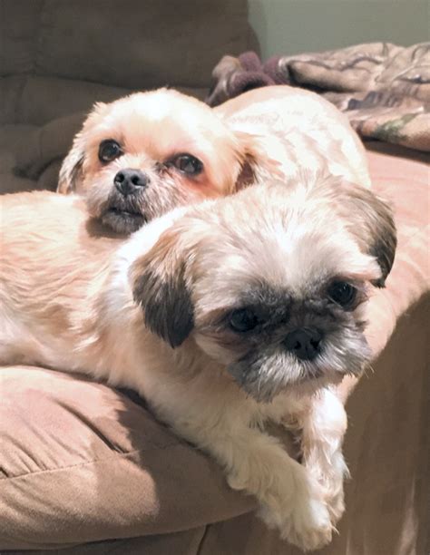 Are you looking for a forever friend? Bonded Pair of Shih Tzu Dogs For Adoption in Concord NC ...