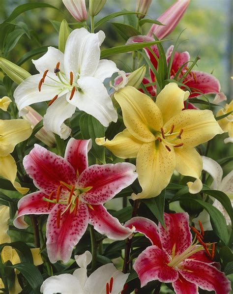 Bulbs Are Easy Summer Blooming Bulbs Lilium Lily